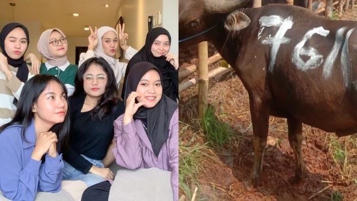 Patunan beli sapi kurban