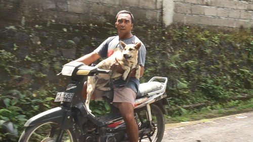 Pelaksanaan vaskinasi HPR oleh Dinas Pertanian di Desa Akah Klungkung, Rabu (28/6/2023). (Putu Krista/detikBali)
