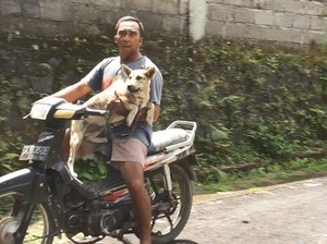 Target Vaksinasi Anjing di Klungkung Tuntas Agustus 2023