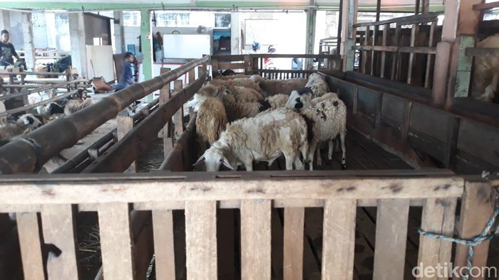 Penjualan Hewan Kurban saat Idul Adha 1444 H