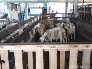 Penjual Hewan Kurban Kipas-kipas Duit, Kambing-Sapi Hampir Ludes