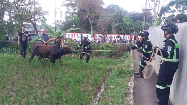 Petugas damkar di Kuningan saat mengevakuasi sapi, Rabu (28/6/2023).