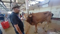 Pekerja membawa seekor sapi simental untuk disembelih di Ruang Potong Hewan RPH Surabaya (Foto: Praditya Fauzi Rahman)