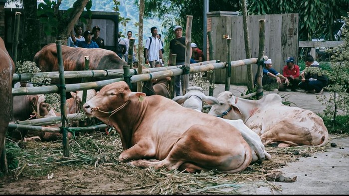 Salah satu sapi yang disumbangkan Menhan Prabowo untuk warga Hambalang (dok.istimewa)