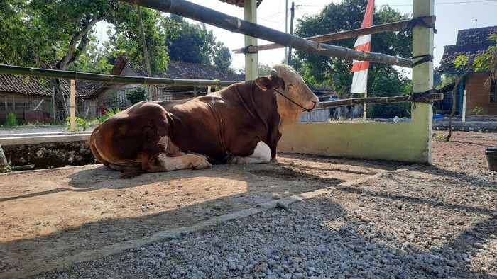 Sapi kurban pemberian Presiden Jokowi tiba di halaman Masjid Roudhotul Jannah Dukuh Gumiring, Desa Sidomulyo, Kecamatan Banjarejo, Kabupaten Blora.