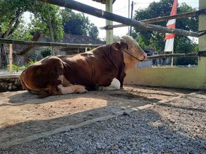 Jokowi Kirim Sapi Jenis Simental ke Desa Pratama Arhan di Blora
