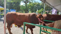 Sapi sumbangan Presiden Joko Widodo (Jokowi) di Masjid Al Akbar, Surabaya. Sapi tersebut jenis Limosin dengan berat 1,1 ton.Foto: Esti Widiyana/detikJatim