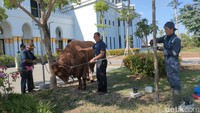 Presiden Joko Widodo juga menyumbang sapi ke Masjid Raya Sheikh Zayed Solo. Sapi tersebut berjenis Limosin seberat 1,042 ton. Foto: Tara Wahyu NV/detikJateng