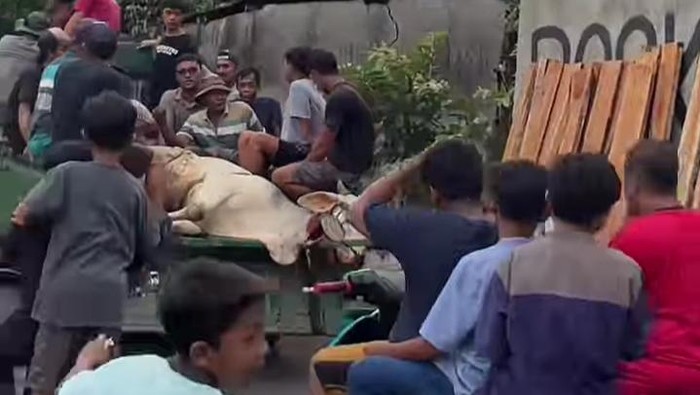 Sapi kurban di Klaten lepas hingga dikejar puluhan warga, Rabu (28/6/2023).