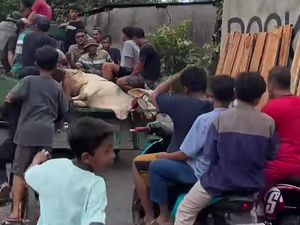 Bikin Geger! Sapi Kurban di Klaten  Lepas Sampai Dikejar Puluhan Warga