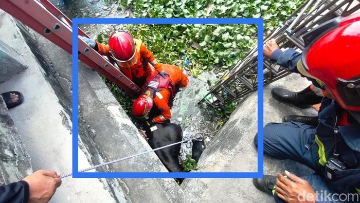 sapi kurban di surabaya kabur dan nyemplung di bozem moro krembangan