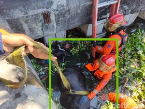 Seekor Sapi Kurban Kabur hingga Nyemplung Bozem Morokrembangan Surabaya