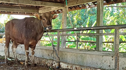 Salah satu sapi yang dititip di UPTD RPH Tabanan yang hendak dikurbankan pada Kamis (29/6/2023).