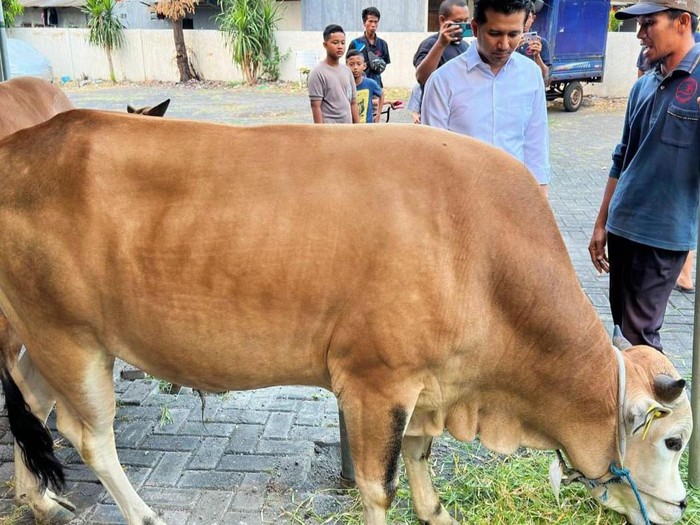 Sapi kurban Emil Dardak dari Pulau Kangean, Madura