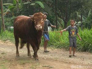 Sapi Bernama Ganong Terpilih Jadi Hewan Kurban Gubernur Khofifah
