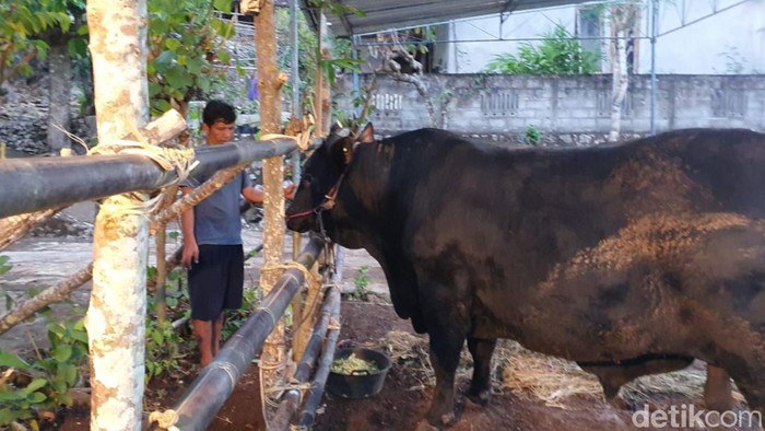 Sapi kurban bantuan Presiden Jokowi di Pedukuhan Singkil, Kalurahan Tepus, Kapanewon Tepus, Kabupaten Gunungkidul, Rabu (28/6/2023).