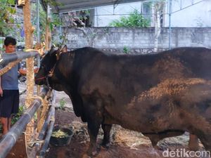 Kagetnya Warga Singkil Gunungkidul Dapat Sapi Kurban Jokowi