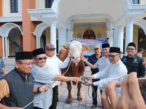 Dikirimi Sapi Kurban Jokowi, Takmir Masjid Awalnya Mengira Hoaks