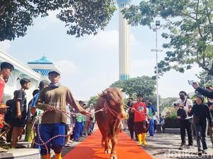 Saat Sapi Kurban Jokowi Disambut Karpet Merah di Masjid Al-Akbar Surabaya