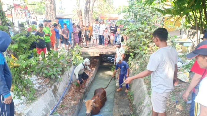 sapi kurban kabur hingga masuk selokan di surabaya