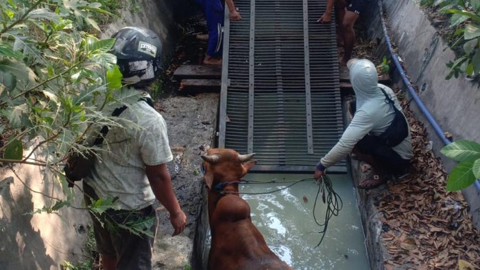 sapi kurban kabur hingga masuk selokan di surabaya