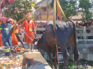 Crane Evakuasi Sapi Kurban yang Kabur Lalu Nyemplung di Bozem Surabaya