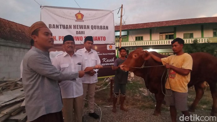 Sapi kurban Ketum Partai Gerindra di Ponpes Blora, Rabu (28/6/2023).