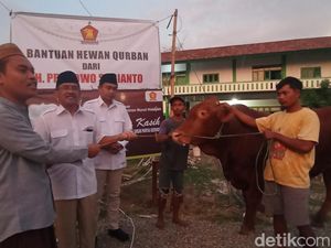 Prabowo Kurban 34 Sapi di Jawa Tengah, Paling Berat 1,1 Ton