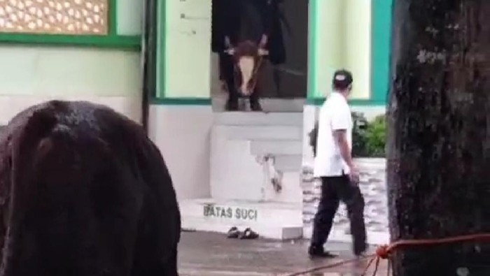 sapi kurban masuk masjid