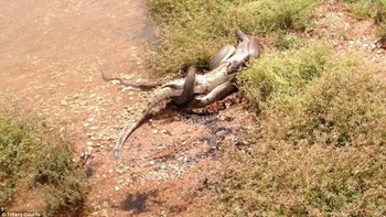 Tiffany mengambil kameranya dan mengambil serangkaian bidikan yang mendokumentasikan serangan ular besar itu terhadap buaya yang jauh lebih kecil, yang panjangnya sekitar satu meter. Pada saat Corlis mulai mengamati, ular piton itu sudah melingkari tubuhnya di sekitar buaya dan mulai mencekiknya. Foto: Tiffany Courlis via Sina Mobile
