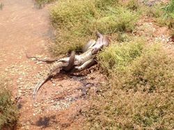 Akhir Duel Sengit, Ular Piton Telan Utuh Buaya