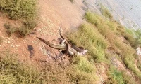 Ular vs Buaya
