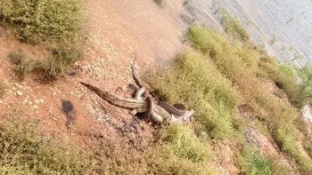 Ular kkemudian membawa bangkai buaya ke daratan dan lalu memakannya. Sunggu pertarungan yang luar biasa, kata Tiffany Foto: Tiffany Corlis via Sina Mobile