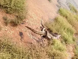 Akhir Duel Sengit, Ular Piton Telan Utuh Buaya