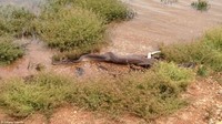 Ular yang memenangkan pertarungan itu pun akhirnya berhasil menelan buaya secara utuh. Terlihat bagian kaki dan ekor buaya mencuat dari dalam tubuh ular (Foto: Tiffany Courlis via Sina Mobile)