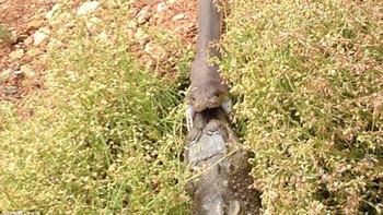 Ketika Anda benar-benar melihat ular itu, Anda benar-benar bisa melihat bubungan buaya, kaki, dan semua yang ada di dalam perutnya, kata Corlis. Foto: Tiffany Courlis via Sina Mobile