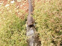 Akhir Duel Sengit, Ular Piton Telan Utuh Buaya