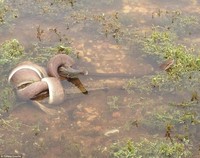 Ular vs Buaya