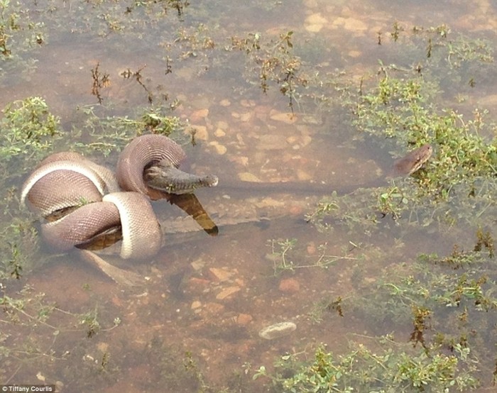 Sperma kammingni oz ichiga olgan strapon porno video Ayol orgazmining yaqindan olingan shaxsiy videosi