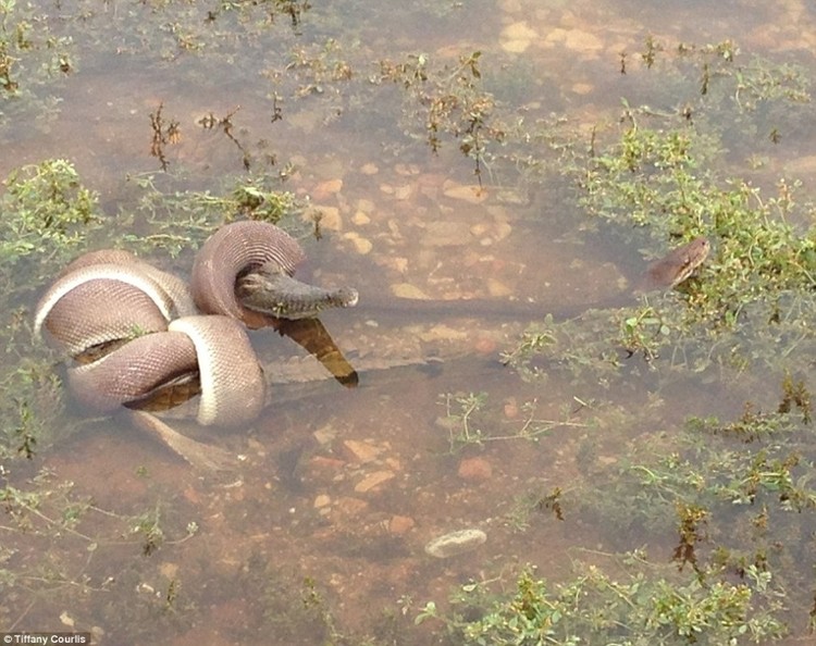 Ular vs Buaya Ular vs Buaya