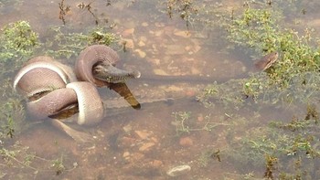 Duel dua predator ini terjadi di di Moondarra, dekat Gunung Isa, di utara Queensland. Keduanya bergulat hingga salah satu di antaranya mati. Momen tersebut sempat diabadikan penduduk lokal bernama Tiffany Corlis Foto: Tiffany Courlis via Sina Mobile