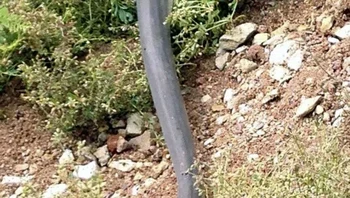 Tiffany memperkirakan butuh waktu 15 menit bagi ular untuk memakan buaya itu. Utuh. Ular itu terlihat kekenyangan setelah selesai menelan buaya. Setelah itu, tak tahu ke mana hewan itu pergi. Kami segera pergi, tak ingin dekat-dekat. Foto: Tiffany Courlis via Sina Mobile  