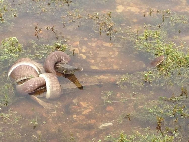 Viral Duel Sengit Berakhir Ular Piton Telan Utuh Buaya