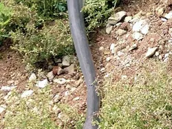 Akhir Duel Sengit, Ular Piton Telan Utuh Buaya