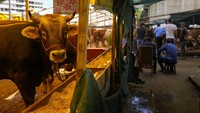 Sejumlah sapi dipamerkan dalam festival kurban.  