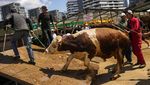 Uniknya Tawar Menawar Harga di Festival Kurban Turki
