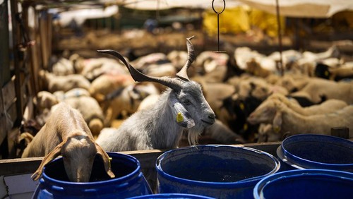 A vendor, right, talks to a client to get an agreement for a cow at an open air market where animals are on sale for Eid al-Adha, or the Festival of Sacrifice in Istanbul, Turkey, Tuesday, June 27, 2023. The major Muslim holiday, at the end of the hajj pilgrimage to Mecca, is observed around the world by believers and commemorates prophet Abrahams pledge to sacrifice his son as an act of obedience to God. (AP Photo/Francisco Seco)