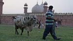 Warga Pakistan Berbondong-bondong Mudik Lebaran Haji dengan Bus