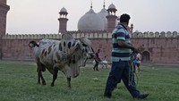 Umat Islam di Pakistan merayakan Idul Adha serentak pada Kamis (29/6/2023).