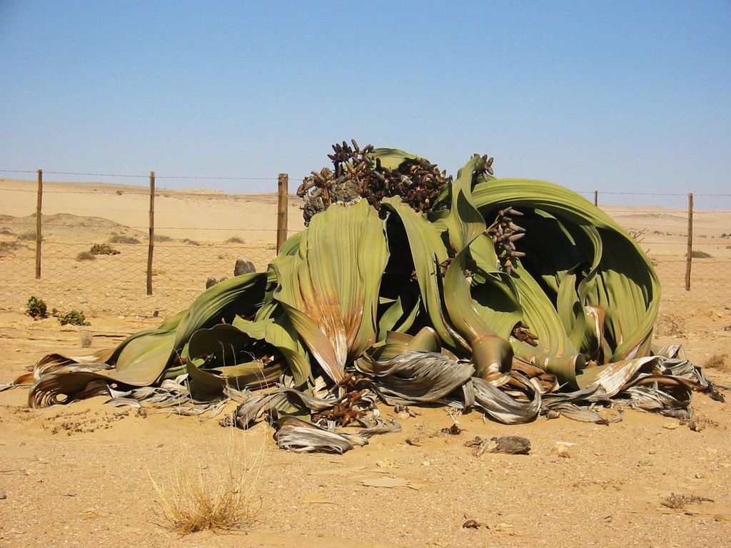 Welwitschia, tumbuhan langka yang bisa tumbuh setinggi laki-laki dewasa di Laut Pasir Namib.